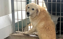 PHOENIX, Hund, Mischlingshund in Italien - Bild 16