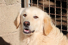 PHOENIX, Hund, Mischlingshund in Italien - Bild 3