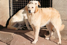 PHOENIX, Hund, Mischlingshund in Italien - Bild 4