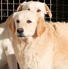 PHOENIX, Hund, Mischlingshund in Italien - Bild 5