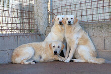 PHOENIX, Hund, Mischlingshund in Italien - Bild 6