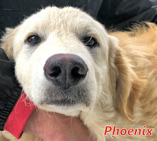 PHOENIX, Hund, Mischlingshund in Italien - Bild 7