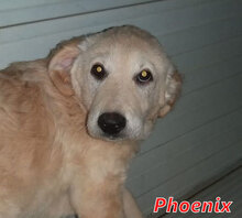 PHOENIX, Hund, Mischlingshund in Italien - Bild 9