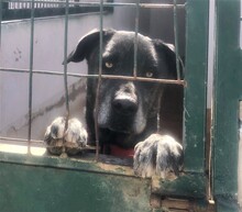 NEBRETO, Hund, Mischlingshund in Spanien - Bild 1