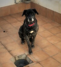 NEBRETO, Hund, Mischlingshund in Spanien - Bild 2