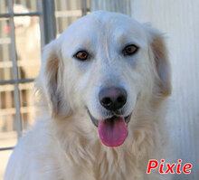 PIXIE, Hund, Mischlingshund in Italien - Bild 1