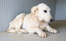 PIXIE, Hund, Mischlingshund in Italien - Bild 11