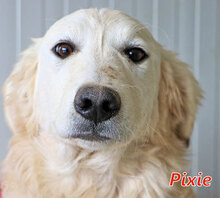 PIXIE, Hund, Mischlingshund in Italien - Bild 8