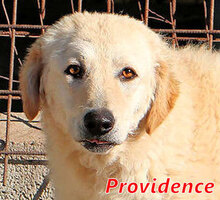 PROVIDENCE, Hund, Mischlingshund in Italien - Bild 1