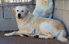 PROVIDENCE, Hund, Mischlingshund in Italien - Bild 10