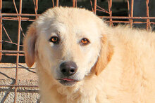 PROVIDENCE, Hund, Mischlingshund in Italien - Bild 11