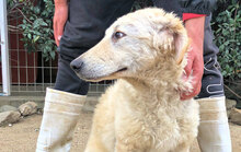 PROVIDENCE, Hund, Mischlingshund in Italien - Bild 20