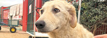 PROVIDENCE, Hund, Mischlingshund in Italien - Bild 21