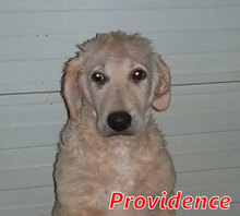 PROVIDENCE, Hund, Mischlingshund in Italien - Bild 22