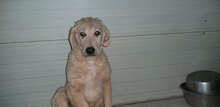 PROVIDENCE, Hund, Mischlingshund in Italien - Bild 23