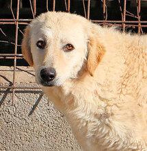 PROVIDENCE, Hund, Mischlingshund in Italien - Bild 3