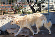 PROVIDENCE, Hund, Mischlingshund in Italien - Bild 4