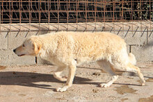 PROVIDENCE, Hund, Mischlingshund in Italien - Bild 5