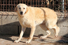 PROVIDENCE, Hund, Mischlingshund in Italien - Bild 6