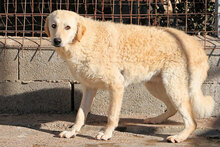 PROVIDENCE, Hund, Mischlingshund in Italien - Bild 7