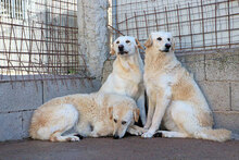 PROVIDENCE, Hund, Mischlingshund in Italien - Bild 8