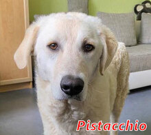 PISTACCHIO, Hund, Mischlingshund in Wesel - Bild 1