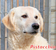 PISTACCHIO, Hund, Mischlingshund in Wesel - Bild 4