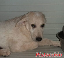 PISTACCHIO, Hund, Mischlingshund in Wesel - Bild 8