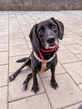 PICASSO, Hund, Mischlingshund in Slowakische Republik - Bild 1