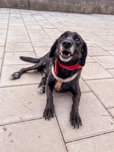 PICASSO, Hund, Mischlingshund in Slowakische Republik - Bild 10