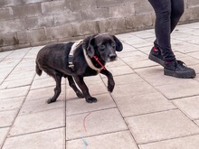 PICASSO, Hund, Mischlingshund in Slowakische Republik - Bild 14
