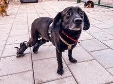 PICASSO, Hund, Mischlingshund in Slowakische Republik - Bild 3