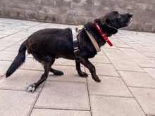 PICASSO, Hund, Mischlingshund in Slowakische Republik - Bild 5