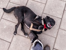 PICASSO, Hund, Mischlingshund in Slowakische Republik - Bild 9