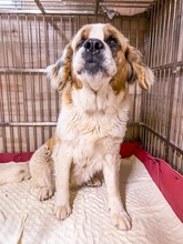 HIMU, Hund, Mischlingshund in Slowakische Republik - Bild 7