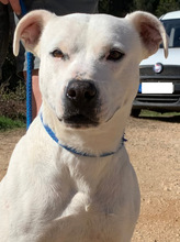 AURA, Hund, American Staffordshire Terrier in Portugal - Bild 1