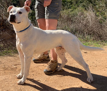 AURA, Hund, American Staffordshire Terrier in Portugal - Bild 4