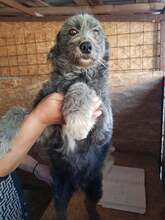 WALLI, Hund, Mischlingshund in Rumänien - Bild 10