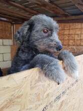 WALLI, Hund, Mischlingshund in Rumänien - Bild 7