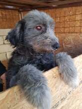 WALLI, Hund, Mischlingshund in Rumänien - Bild 8