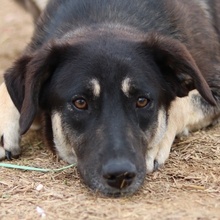 ZENA, Hund, Mischlingshund in Griechenland - Bild 1