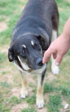 ZENA, Hund, Mischlingshund in Griechenland - Bild 10