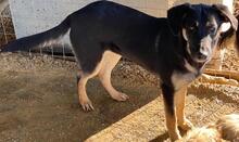 ZENA, Hund, Mischlingshund in Griechenland - Bild 16