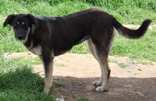 ZENA, Hund, Mischlingshund in Griechenland - Bild 2