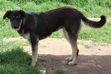 ZENA, Hund, Mischlingshund in Griechenland - Bild 3