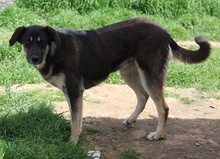 ZENA, Hund, Mischlingshund in Griechenland - Bild 4