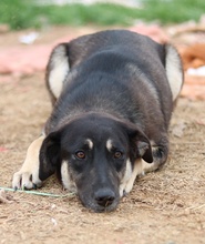 ZENA, Hund, Mischlingshund in Griechenland - Bild 6
