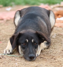ZENA, Hund, Mischlingshund in Griechenland - Bild 7