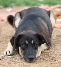 ZENA, Hund, Mischlingshund in Griechenland - Bild 8