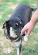 ZENA, Hund, Mischlingshund in Griechenland - Bild 9